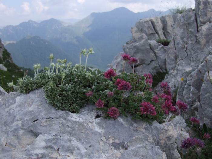 Anthyllis montana ssp. atropurpurea  / Vulneraria montana